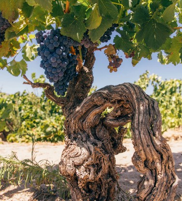 AA Badenhorst Family Wines hero image