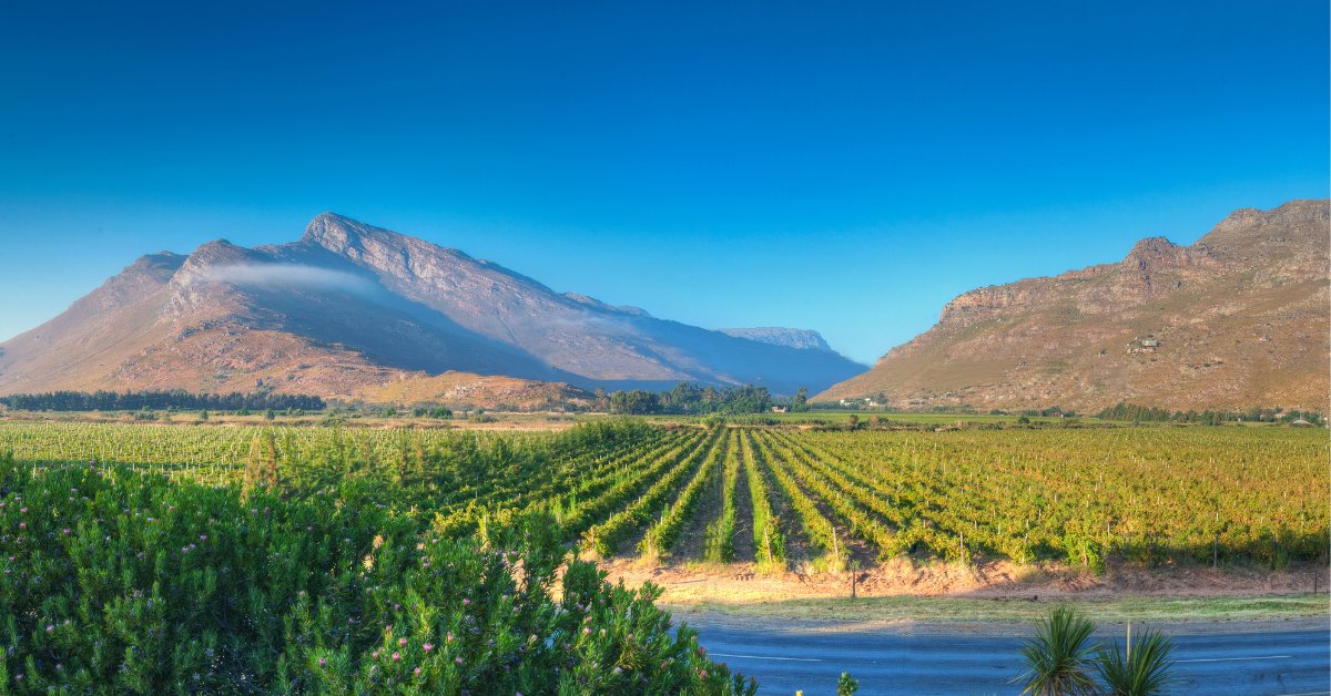 Bergsig Wine Estate hero image