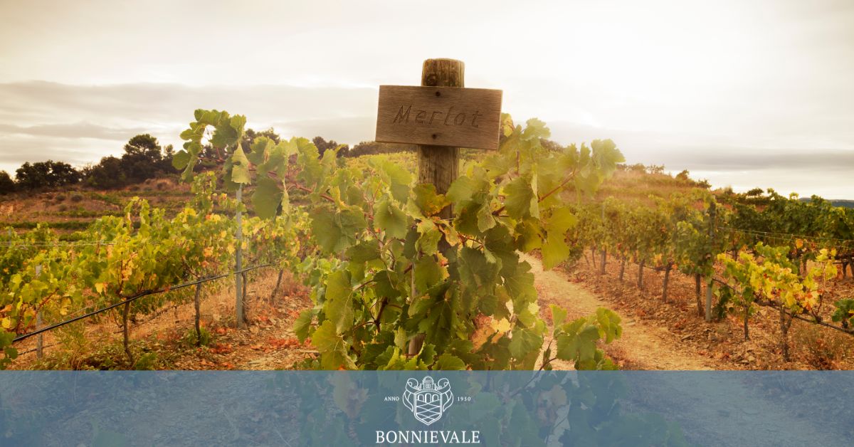 Bonnievale Cellar hero image