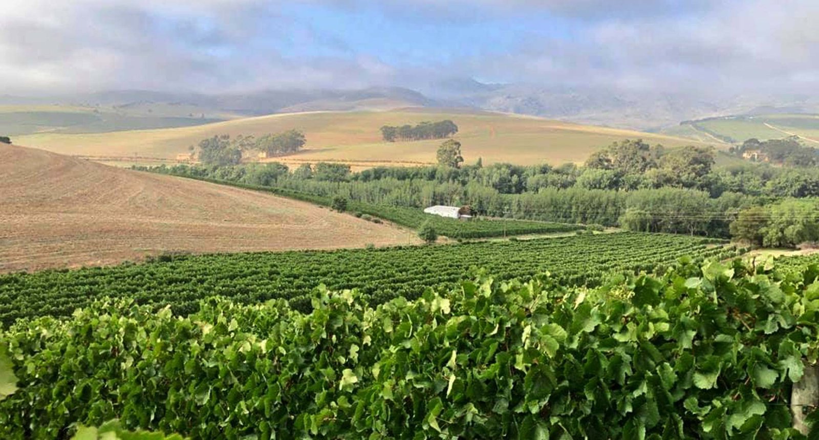 Eerste Hoop Wines hero image