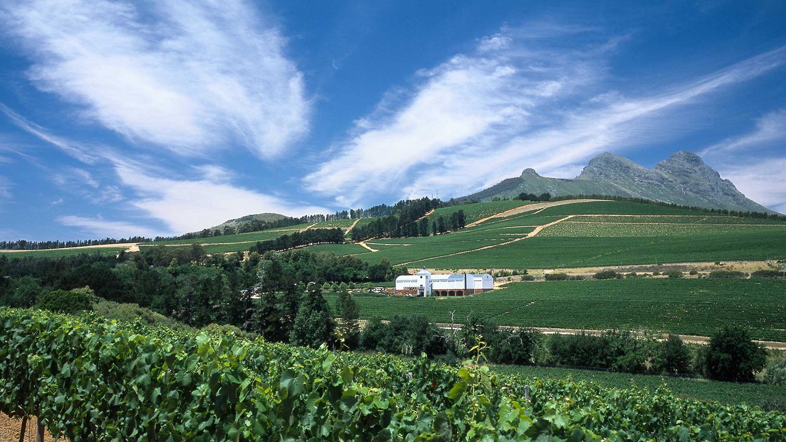 Ladybird Vineyards hero image