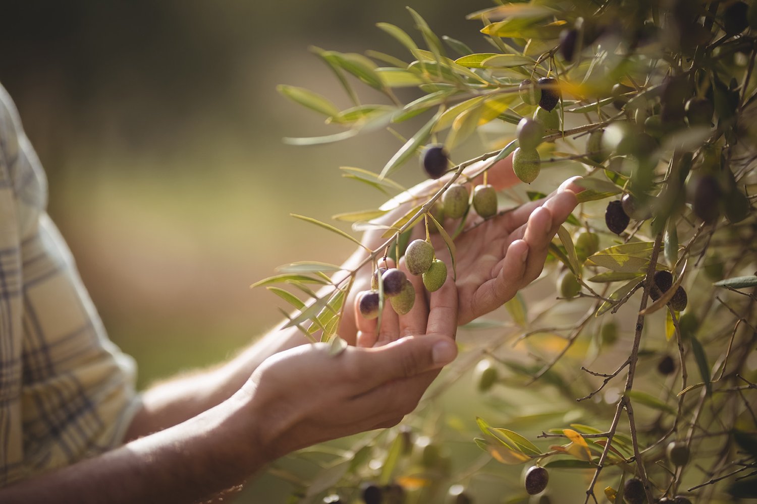 Marbrin Olive Farm & Wine hero image