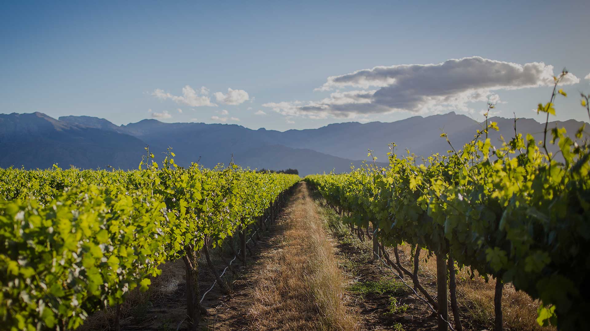 Merwida Wines hero image