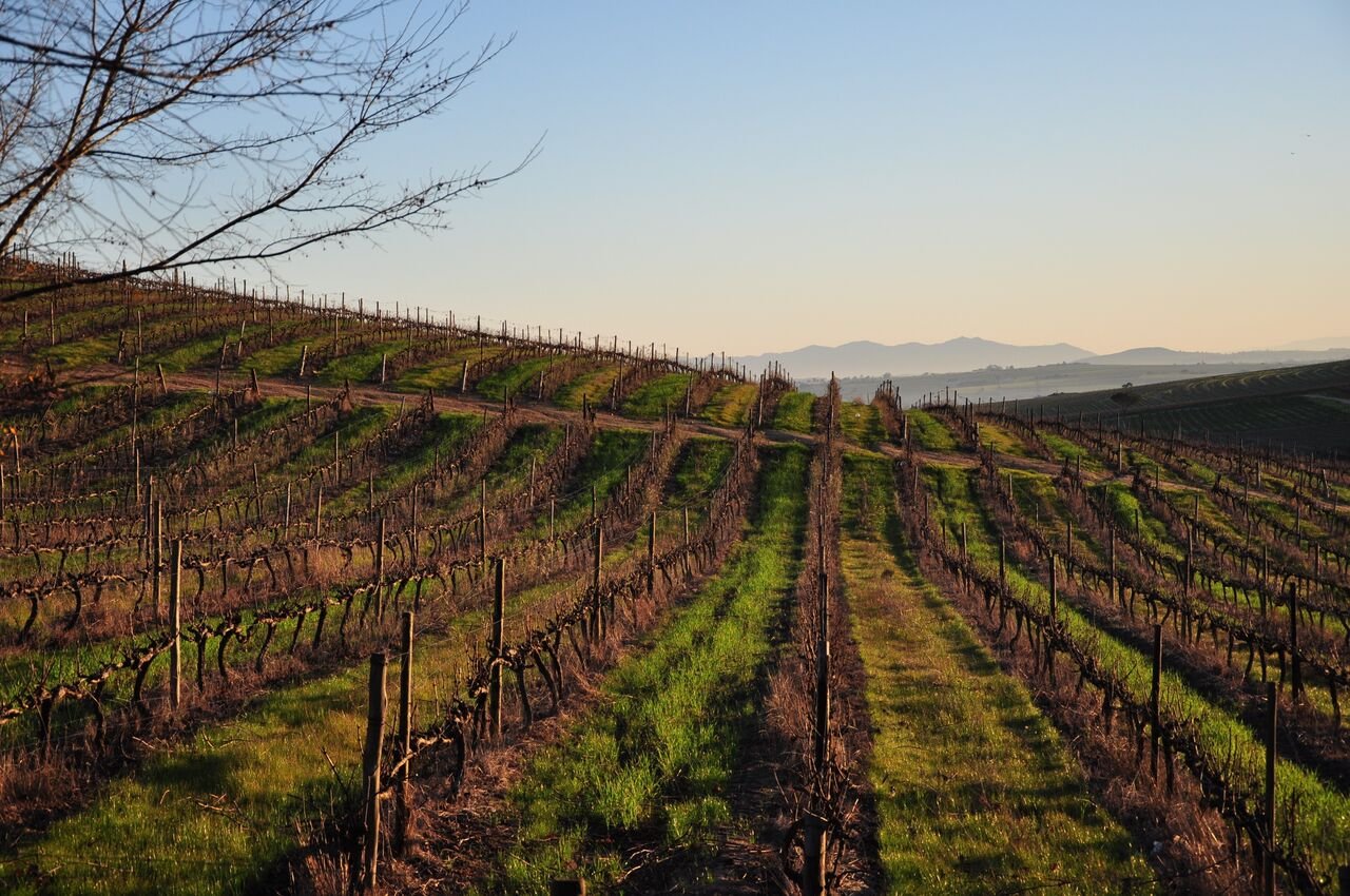 Mooiplaas Wine Estate hero image