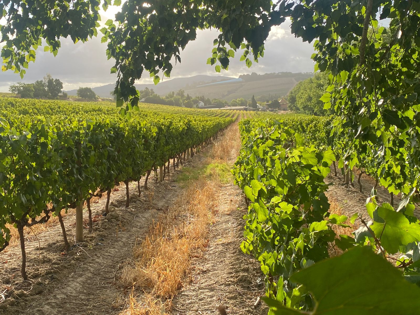 Morgenhof Wine Estate