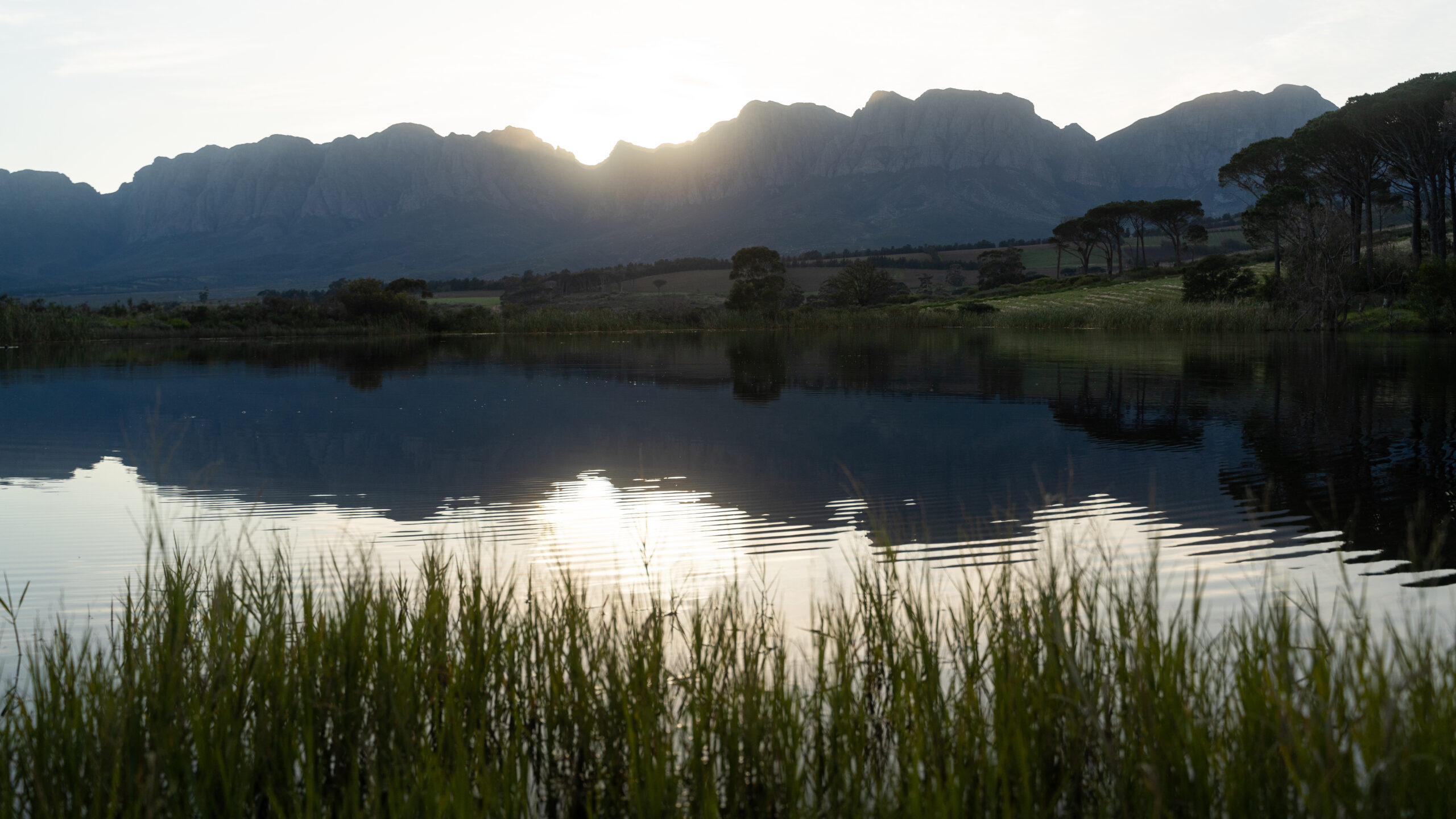 Morgenster Wine & Olive Estate hero image