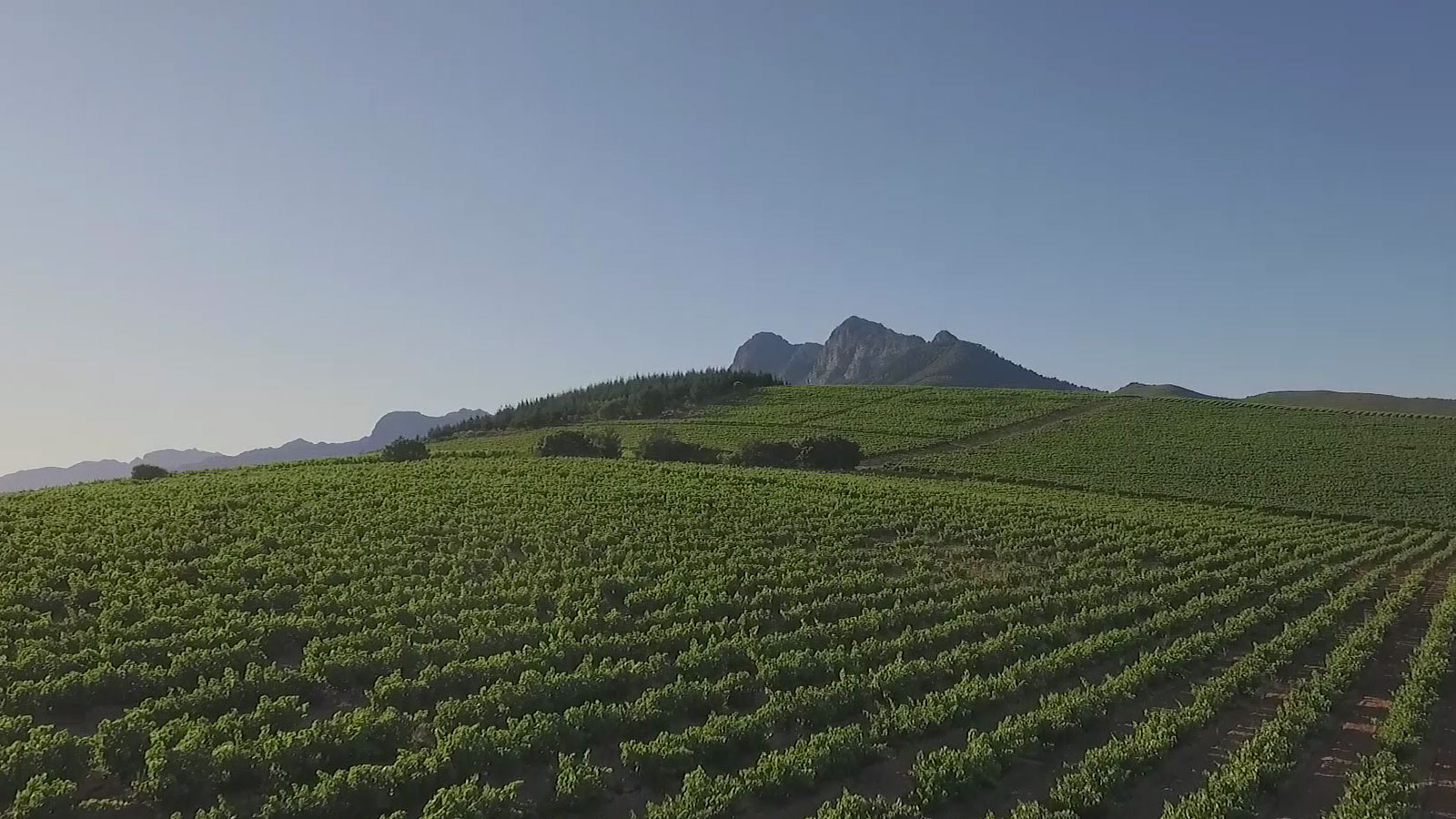 Mount Vernon Wine Estate