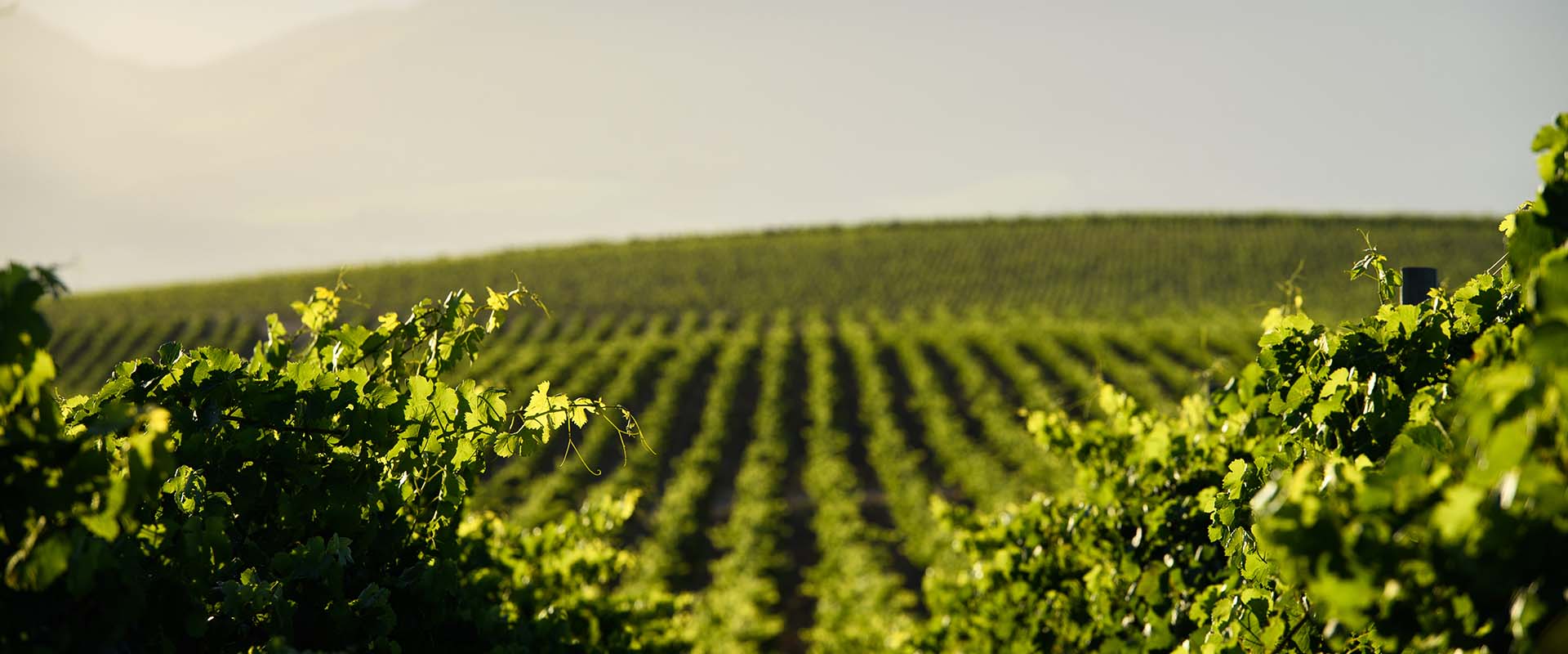Neethlingshof Estate hero image