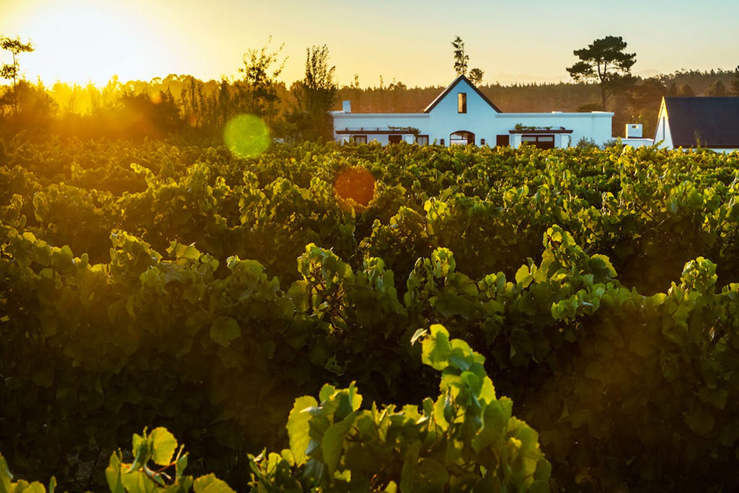Newstead Lund Family Vineyards hero image