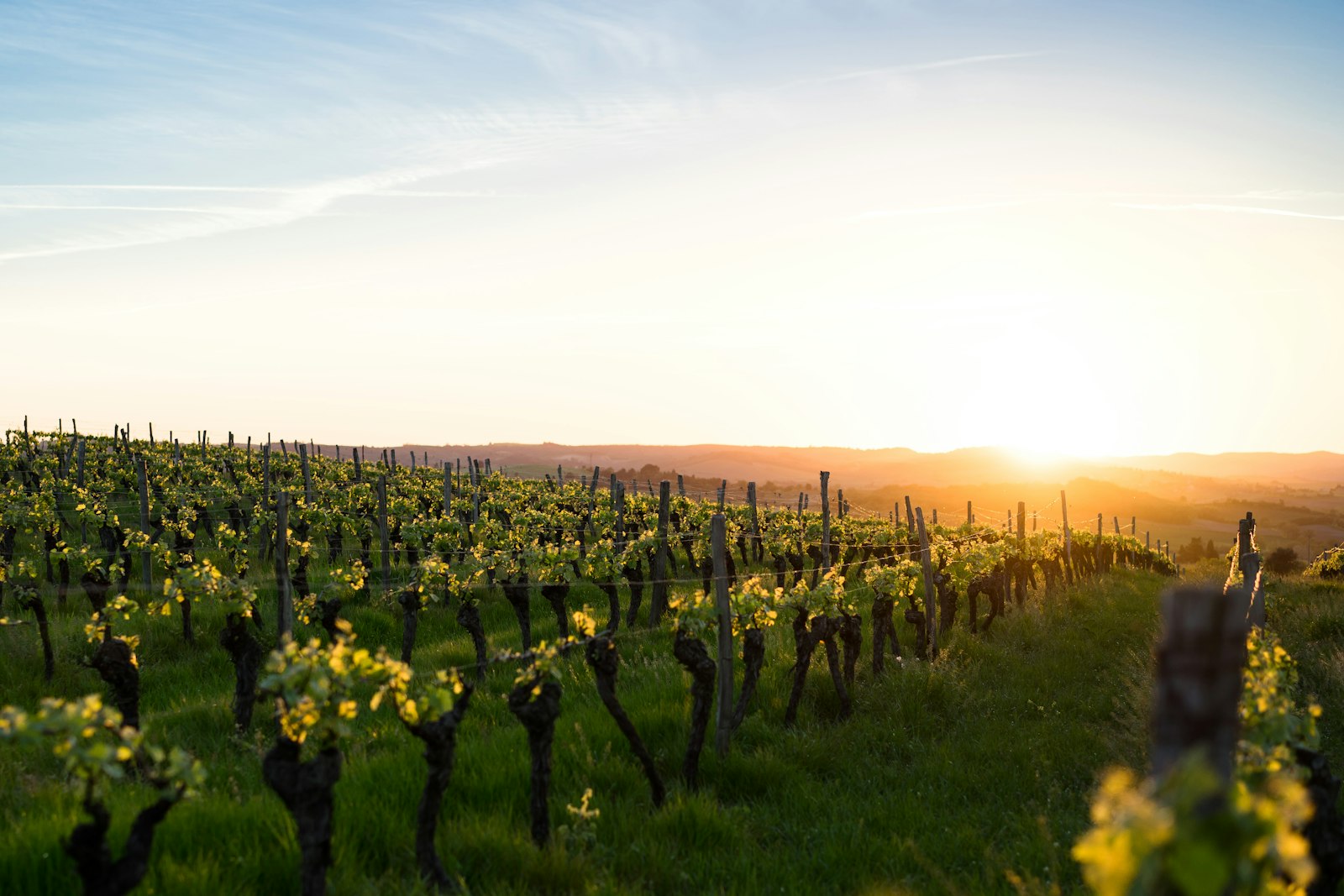 Newton Johnson Family Vineyards hero image