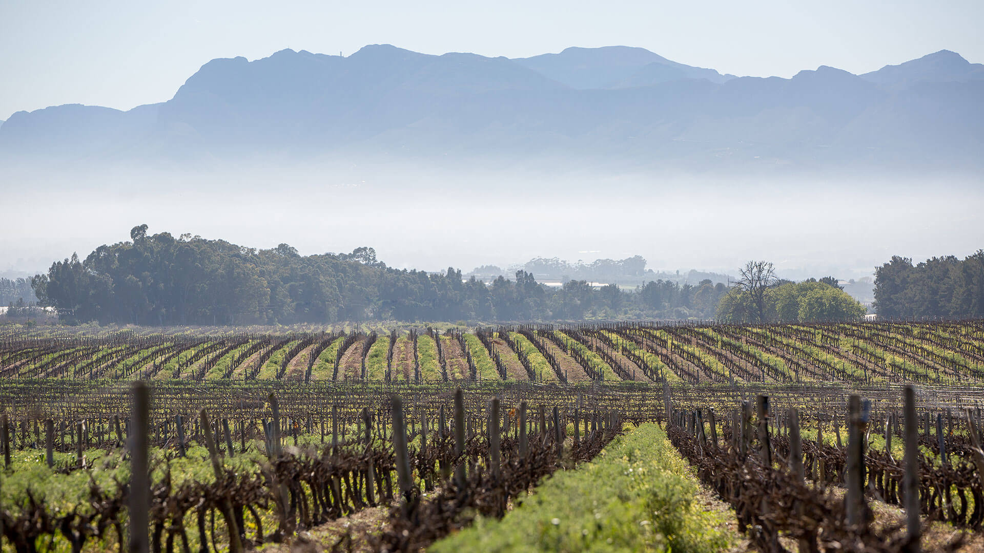 Niel Joubert Wines hero image