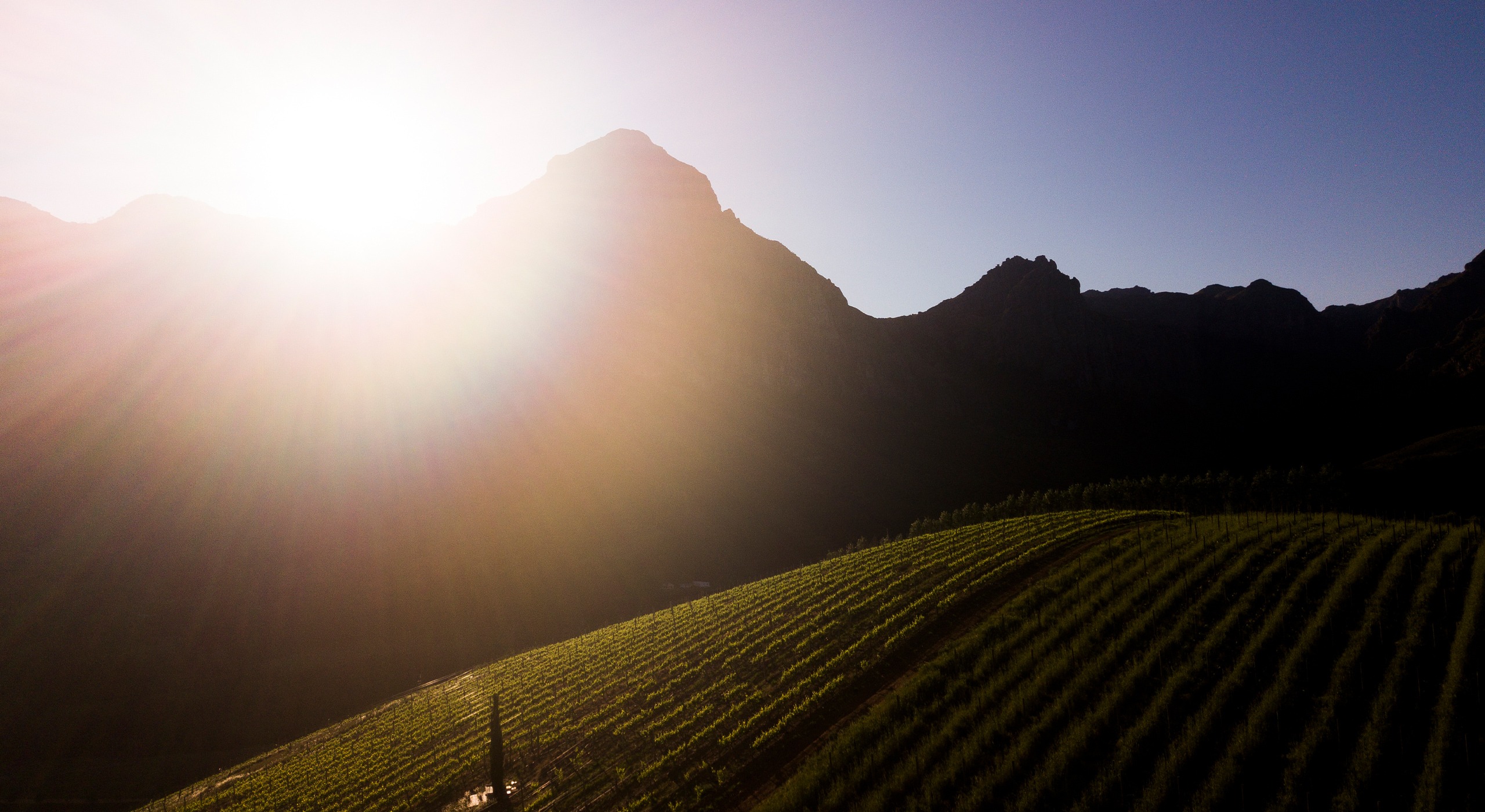 Oldenburg Vineyards hero image