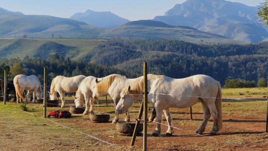 Outeniqua Moon hero image