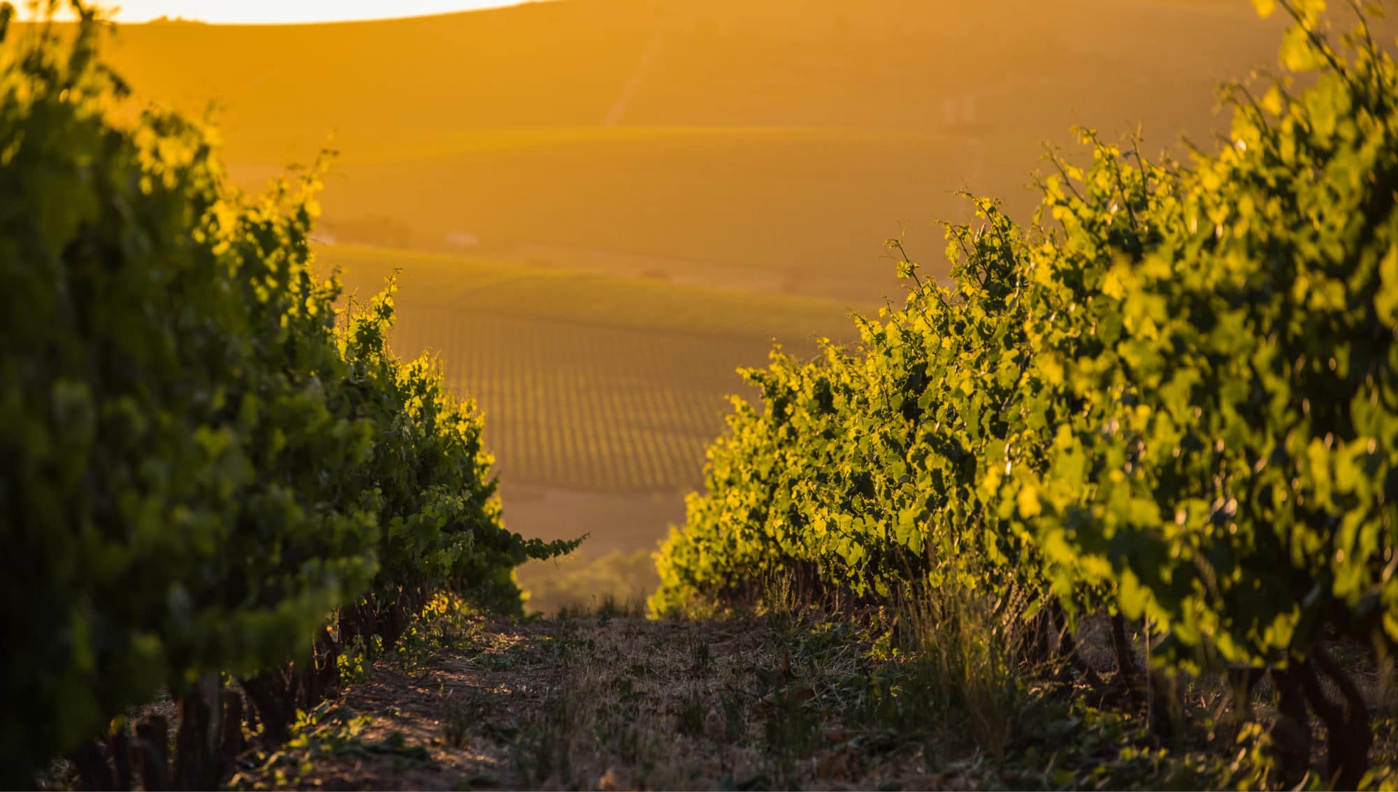 Overgaauw Wine Estate hero image