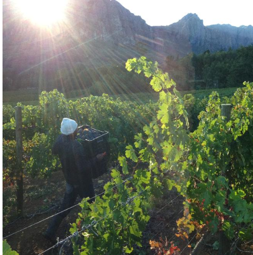 Rainbow's End Wine Estate hero image