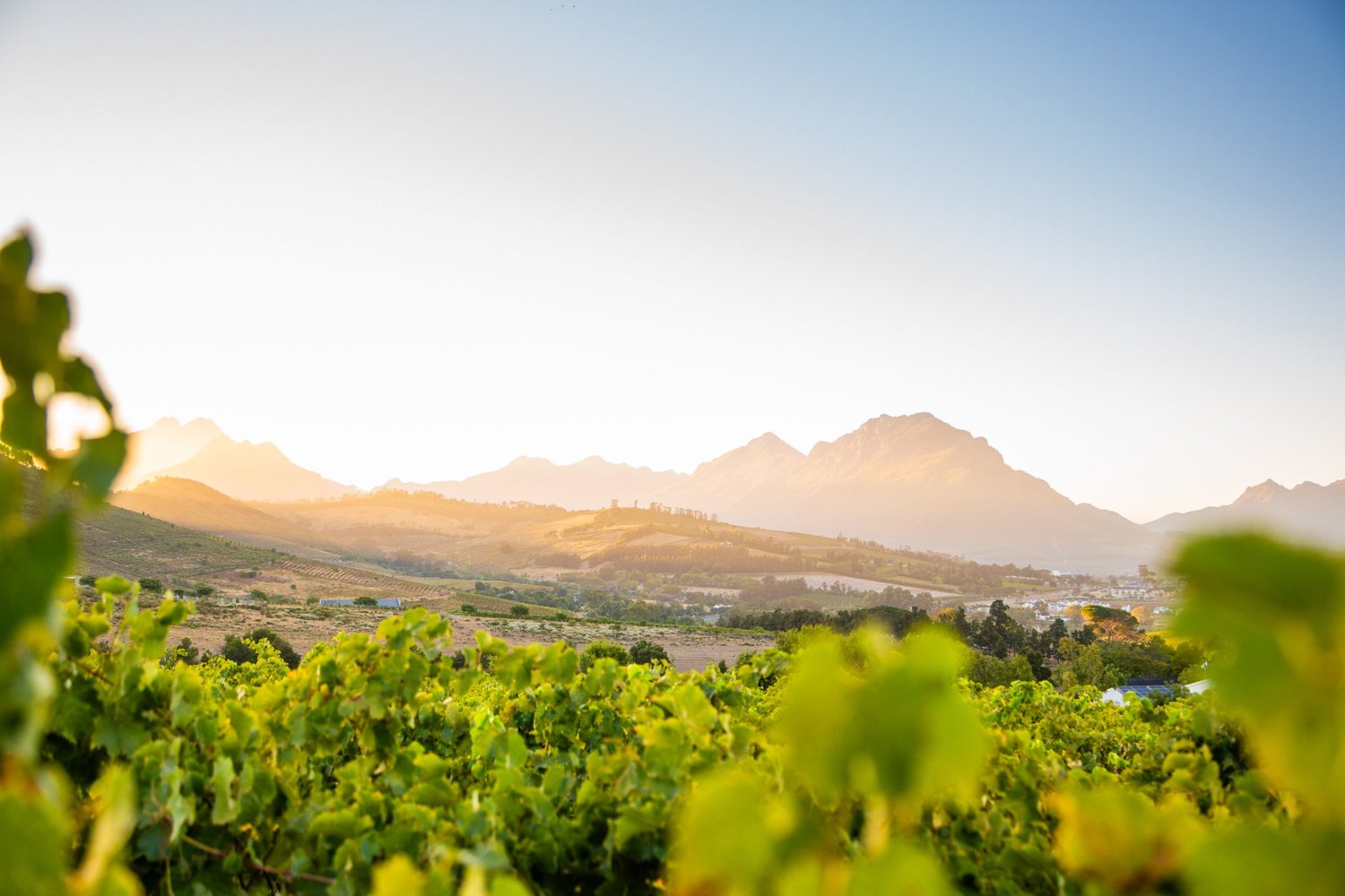 Remhoogte Wine Estate hero image