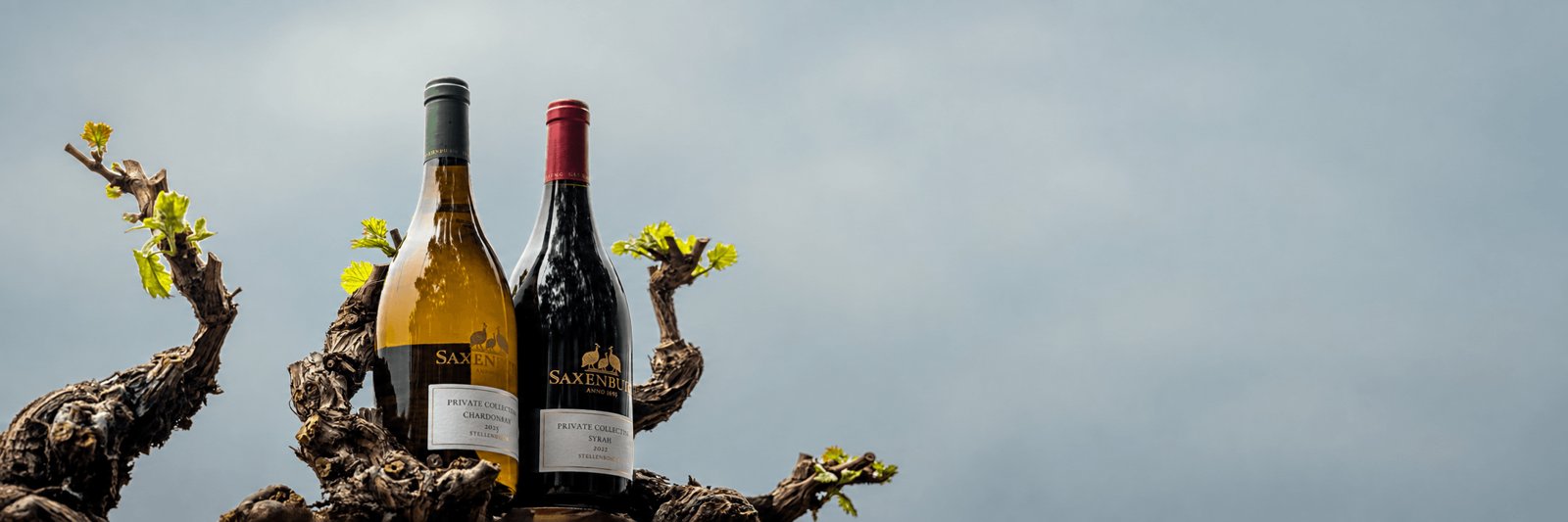 Saxenburg Wine Estate hero image