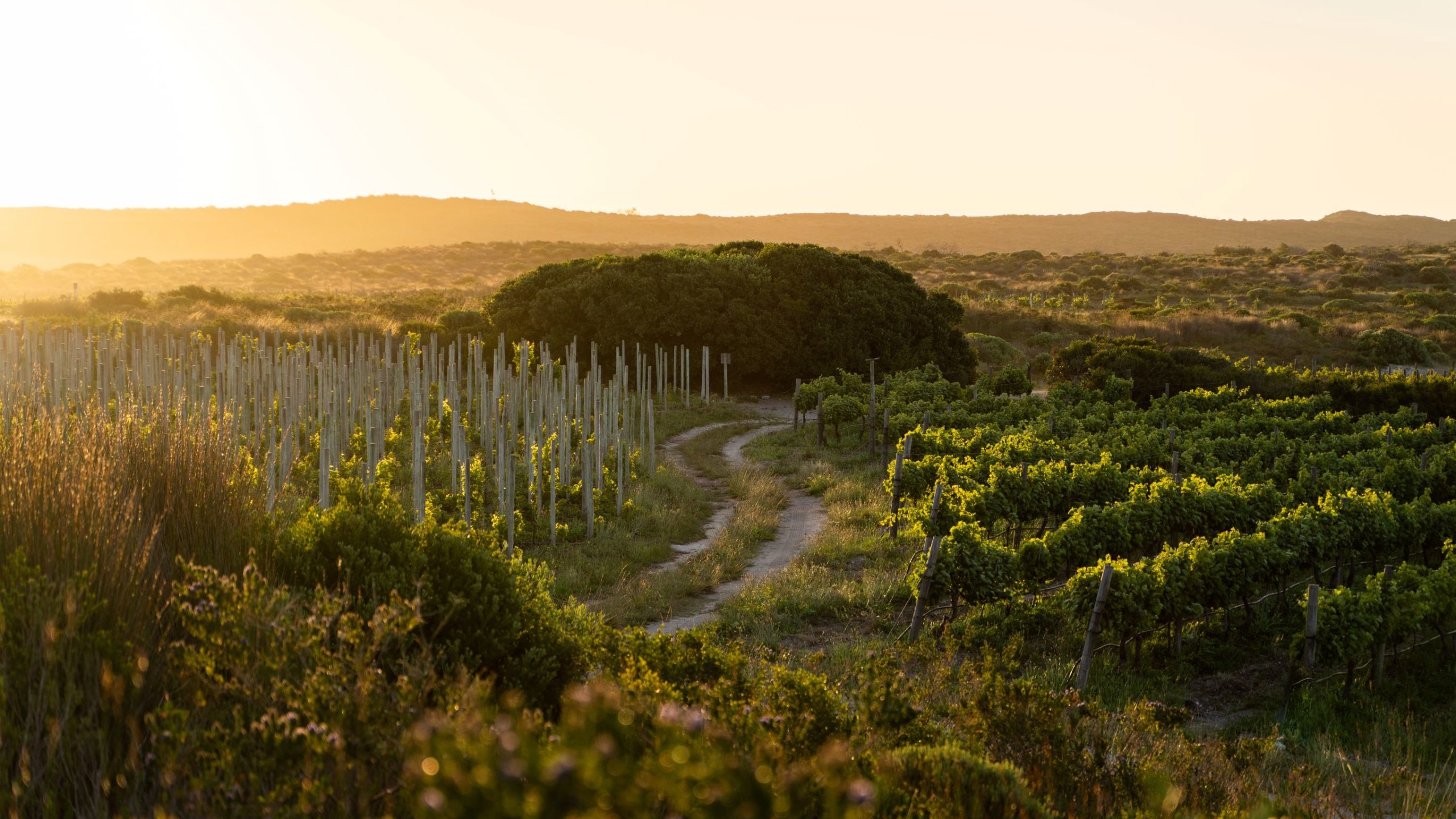 Springfontein Wine Estate hero image