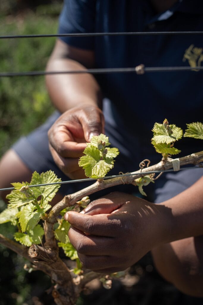 Vergenoegd Löw Wine Estate hero image