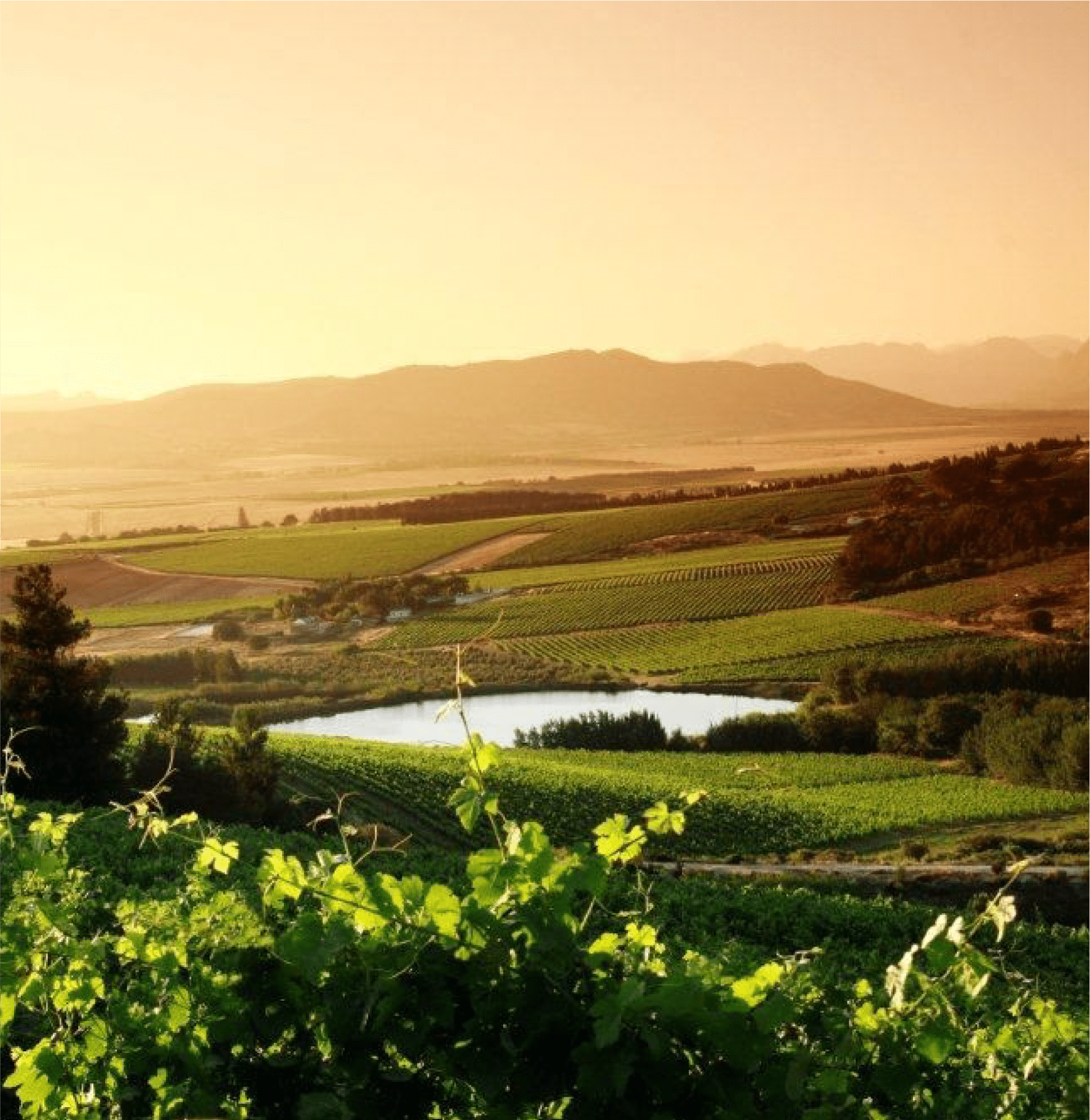 Vrymansfontein hero image