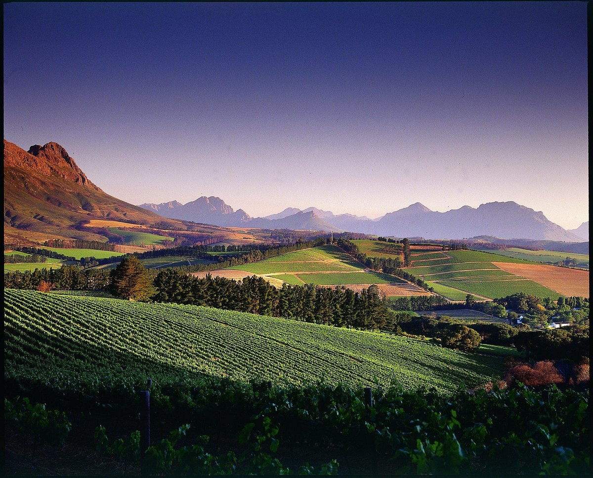 Warwick Wine Estate hero image
