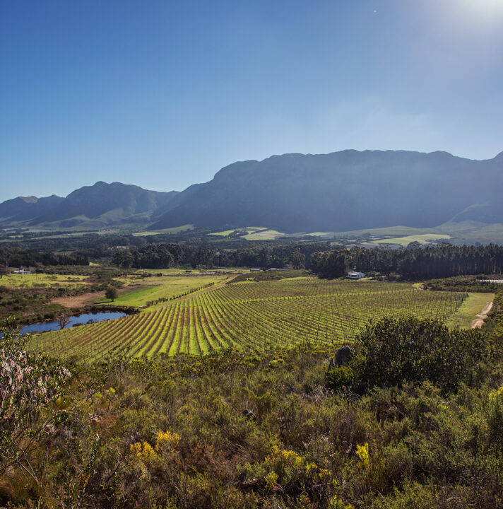 Whalehaven Wines hero image