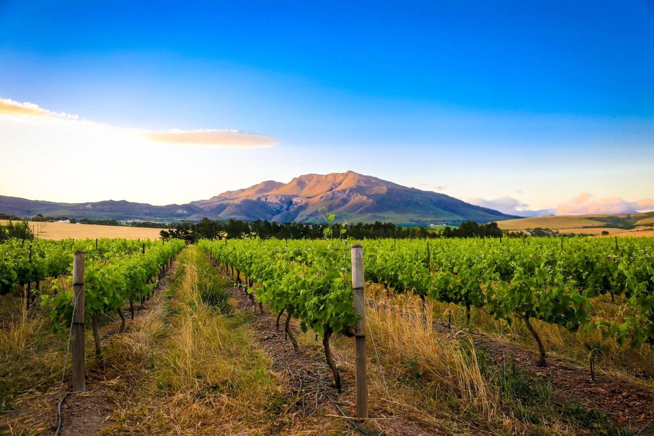 Wildekrans Wine Estate hero image